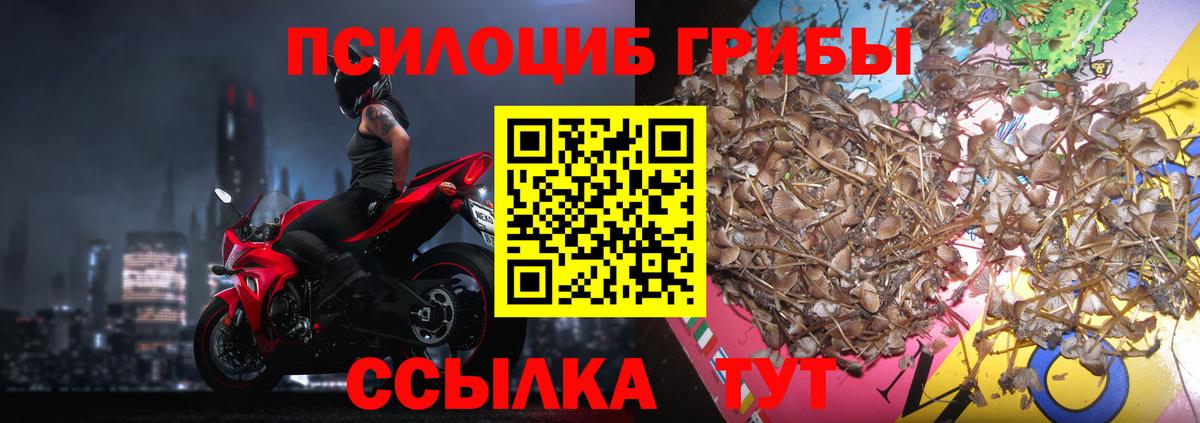 Псилоцибиновые грибы Psilocybe Майкоп