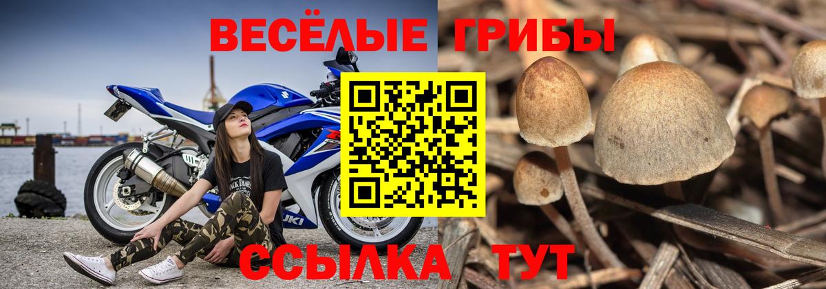 Майкоп  как найти наркотики  Вход с VPN  Галлюциногенные грибы прущие грибы 